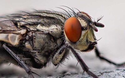 How To Get Rid Of Maggots In My Bin