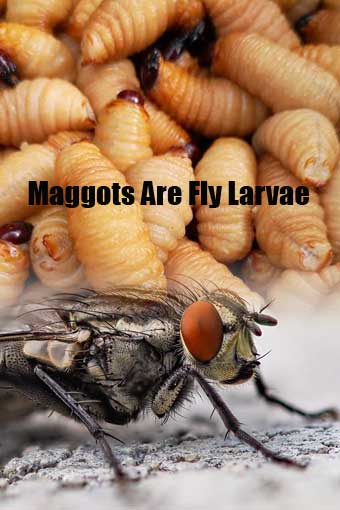 maggots-are-fly-larvae-hero