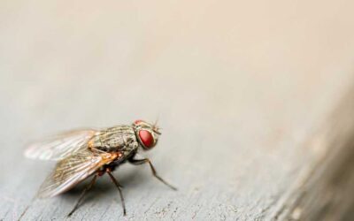 How To Prevent Flies In Wheelie Bins